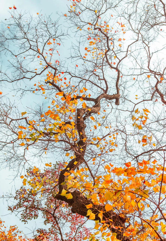 希望每个人都能够坚持自己所爱 - 尤克里里